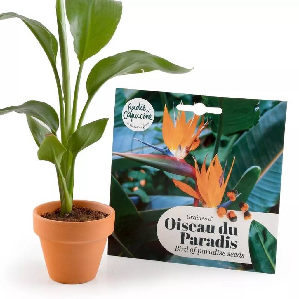 Strelitzien-Samen-Set