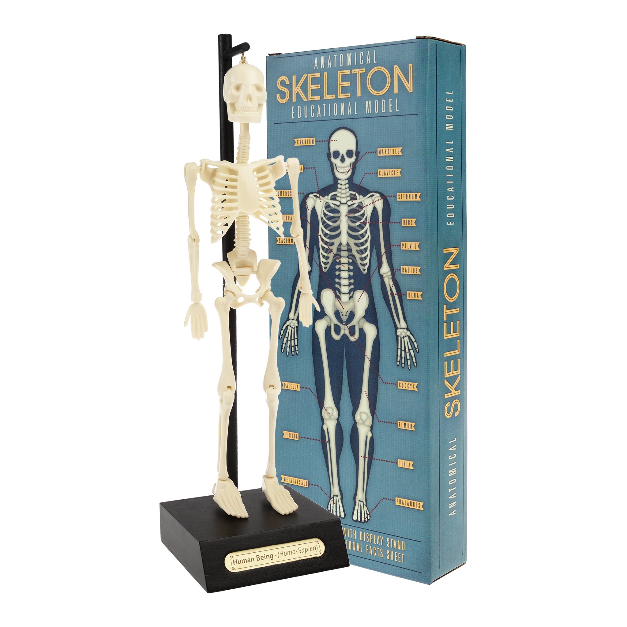 Skelettmodell auf dem Ständer neben der Verpackung «Anatomical Skeleton»