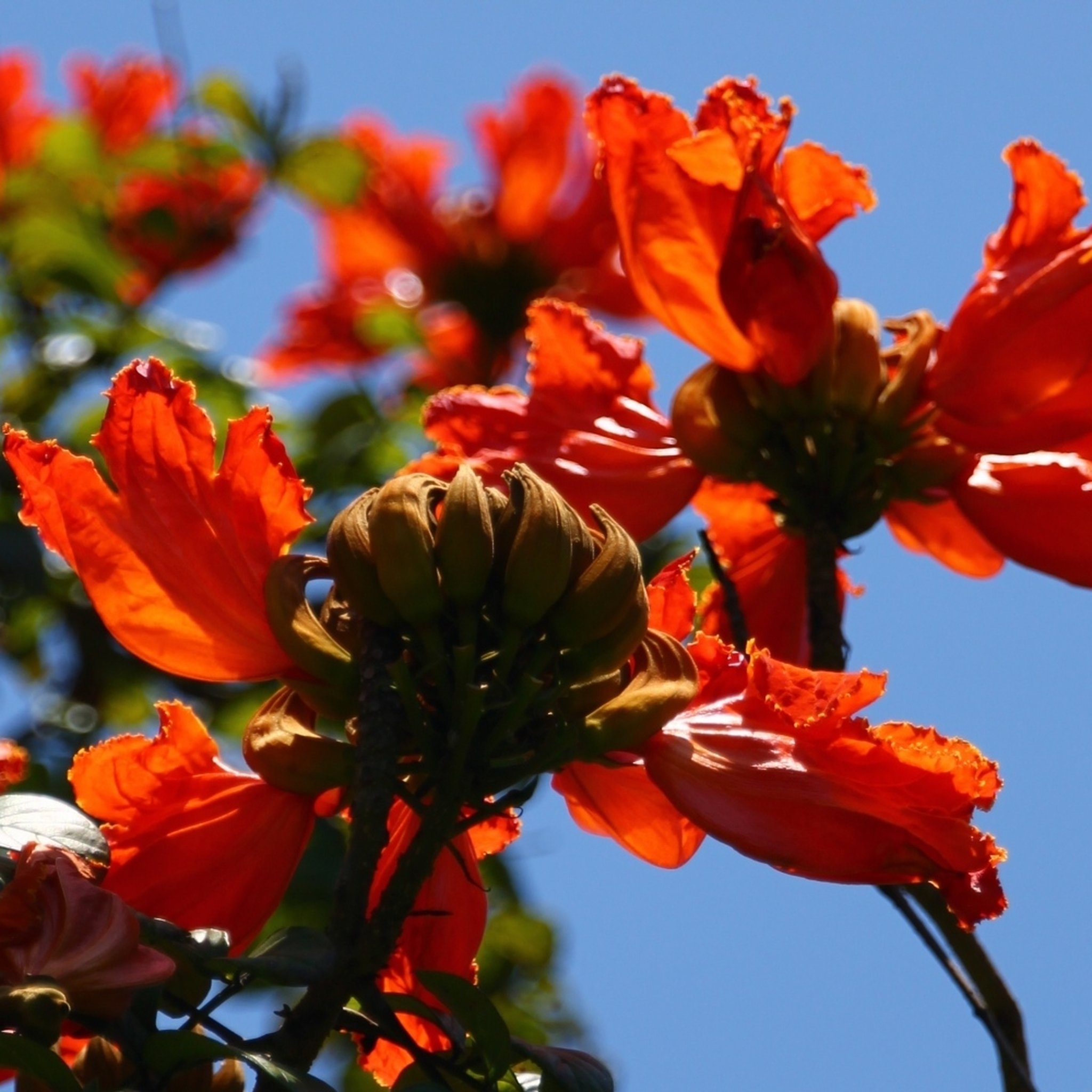African Tulip Tree Seeds