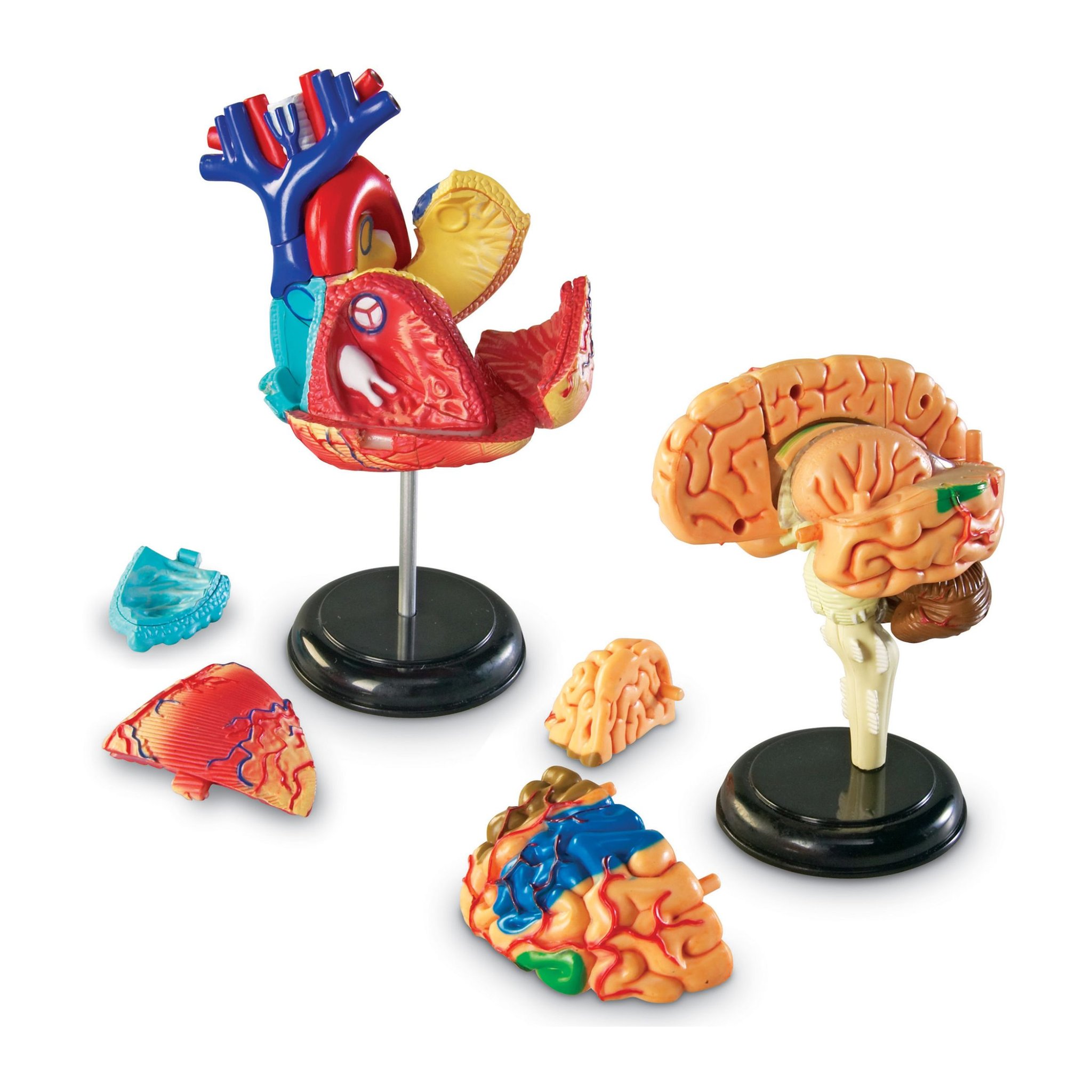 Herzmodell und Gehirnmodell des Anatomie-Sets zerlegt in ihre Einzelteile
