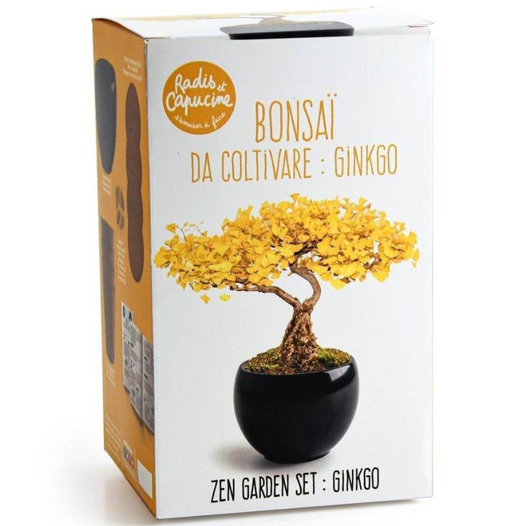 Bonsai-Set Ginkgo