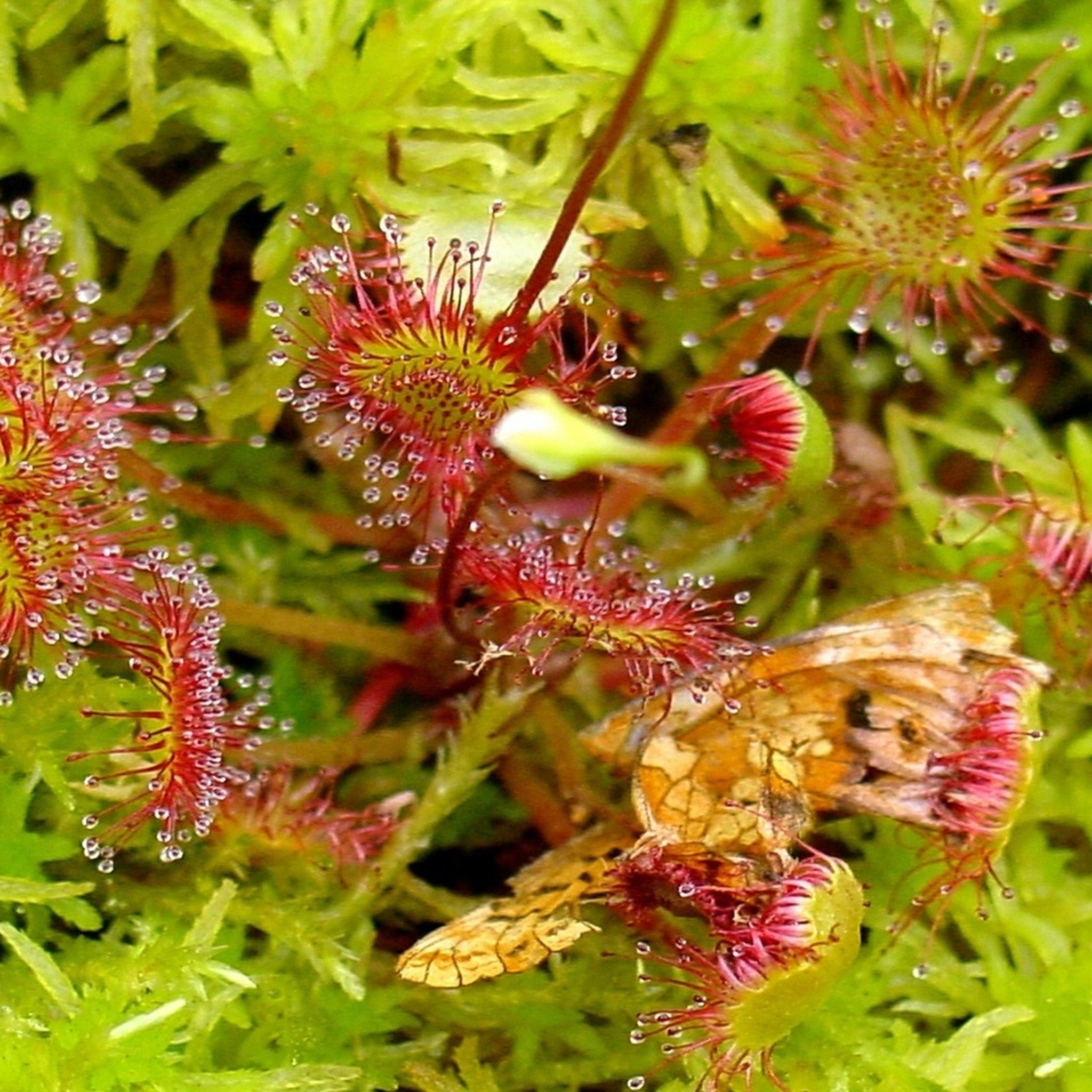 Round-leaved Sundew Seeds