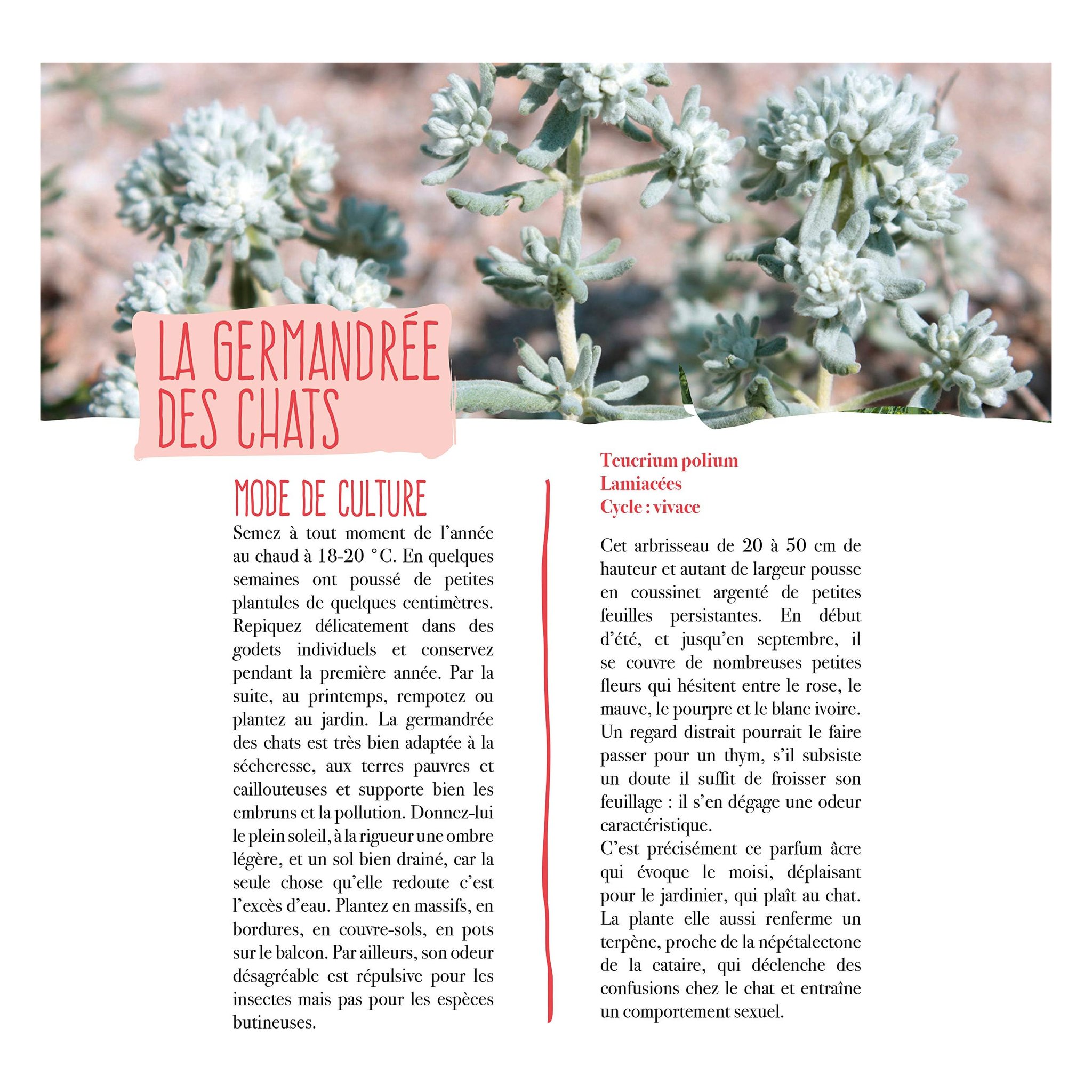 12 Plants for My Cat — booklet guide