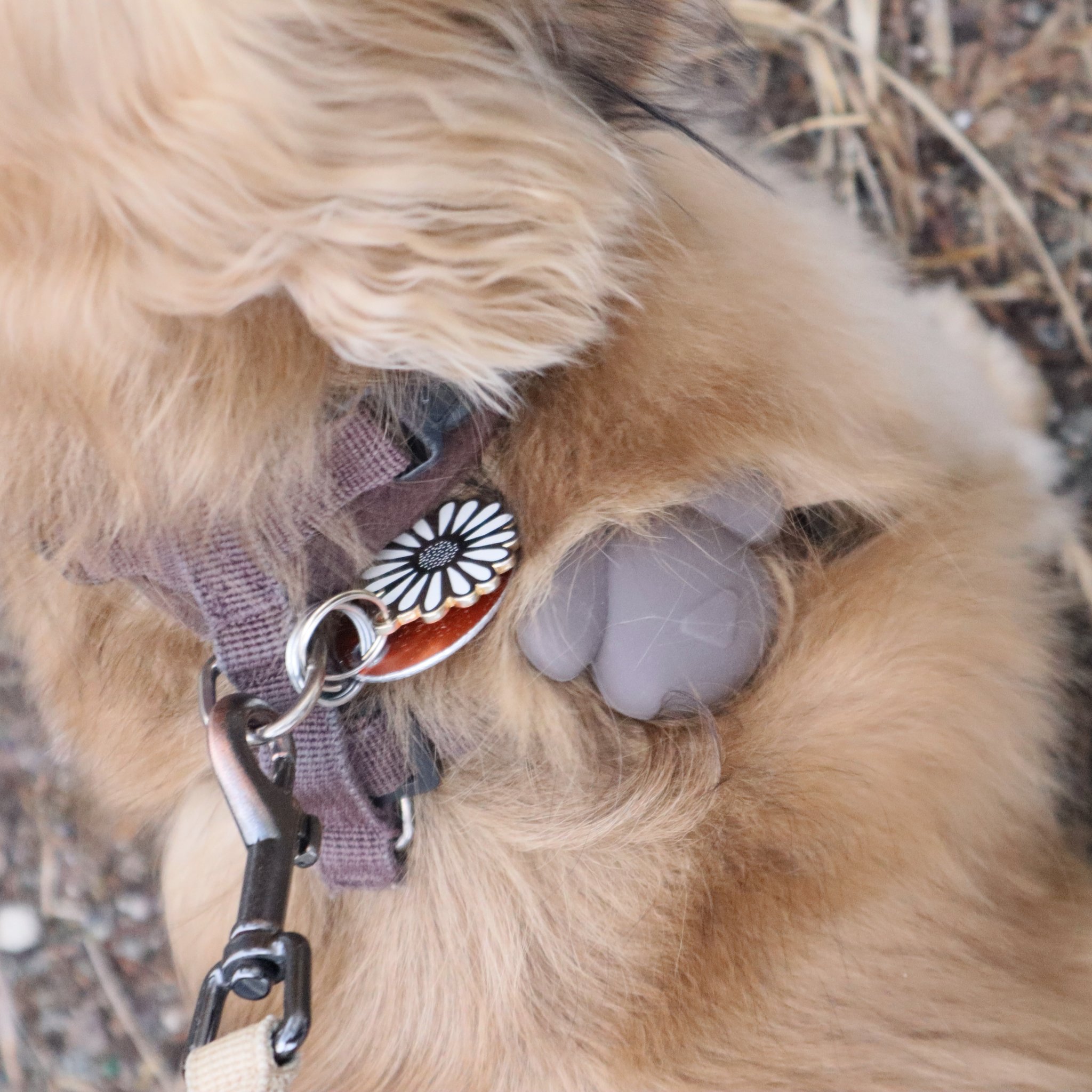 AirTag-Halter am Geschirr eines Hundes mit Marke
