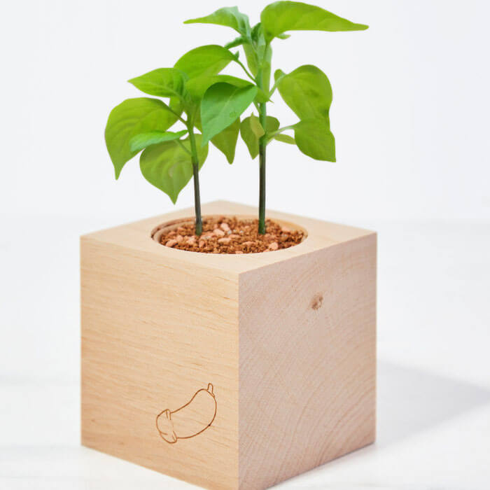 Kit de Culture Piment Pénis