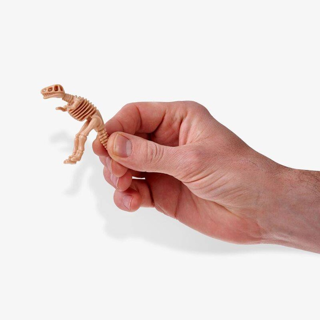 40 Dinosaurierskelette