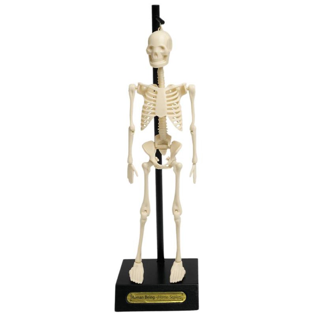 Anatomisches Skelettmodell