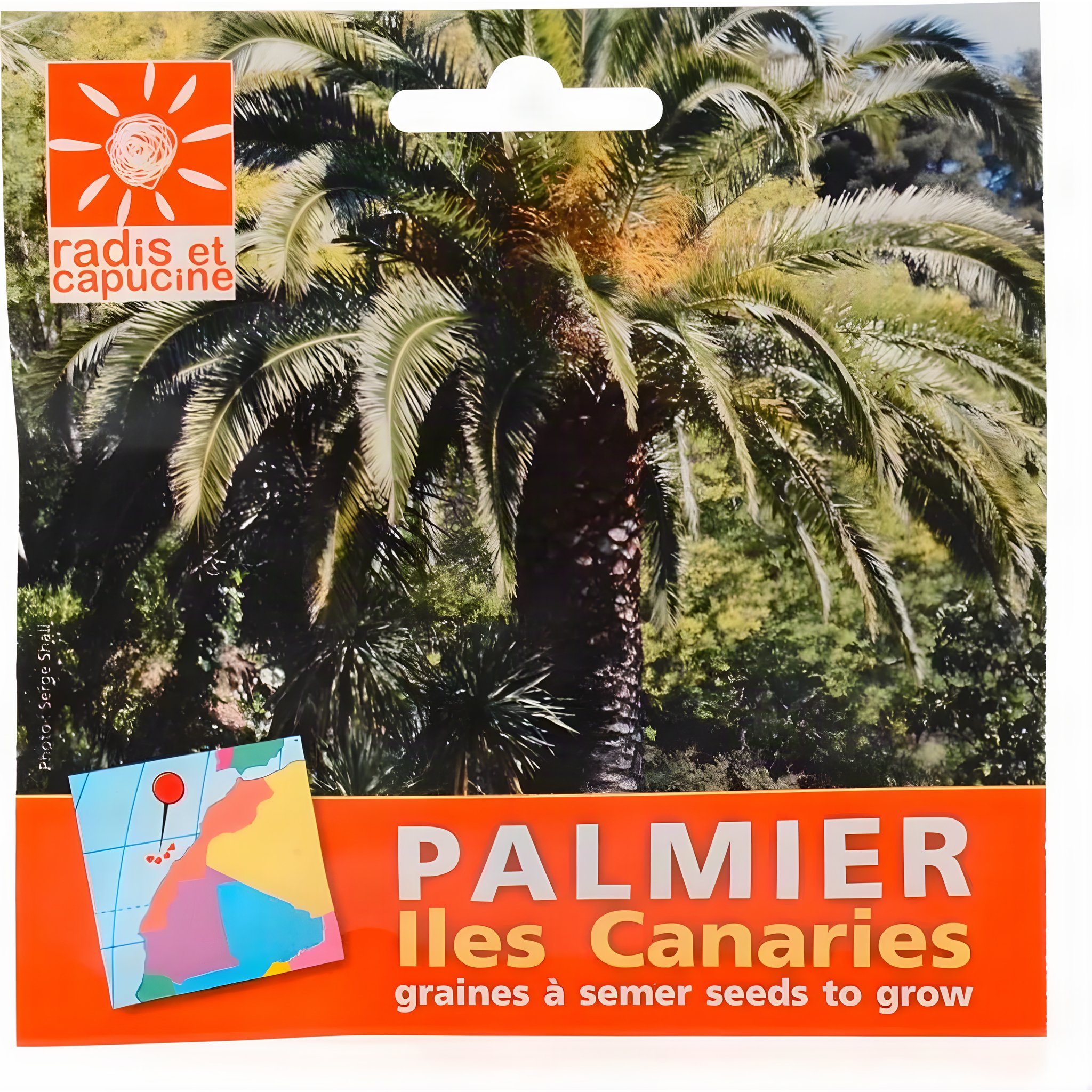 Graines de palmier des Canaries
