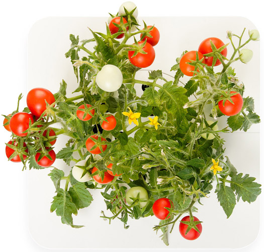 Click and Grow Starterset Cherry Tomaten