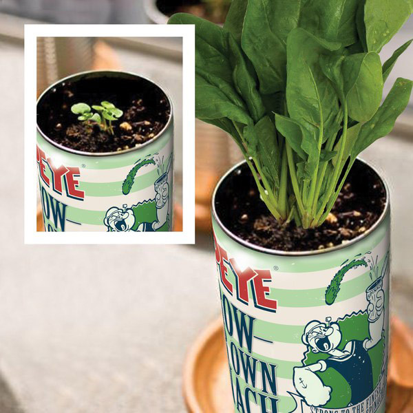 Popeye - Grow Your Own Spinach