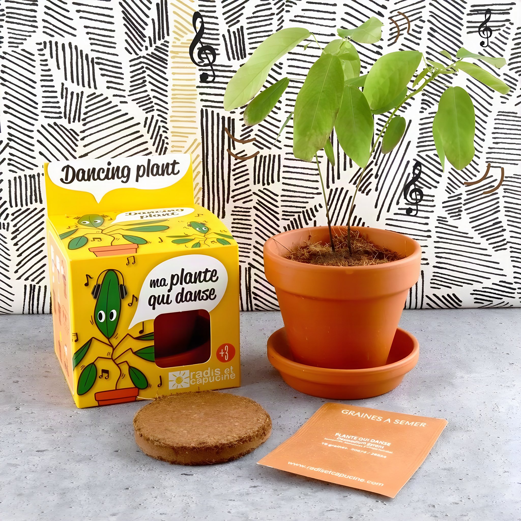 Kit de culture Plante Dansante