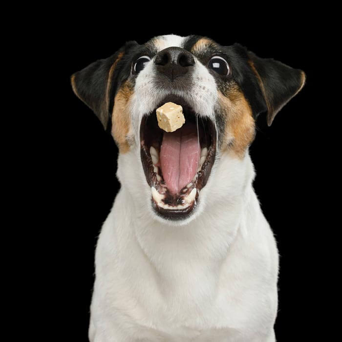 Leckerli-Kanone für Hunde