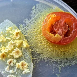 Blob che cresce verso un pezzo di pomodoro