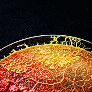 Rete di vene del blob molto ramificata