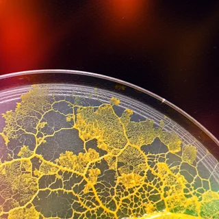 Due reti di blob che si ricongiungono