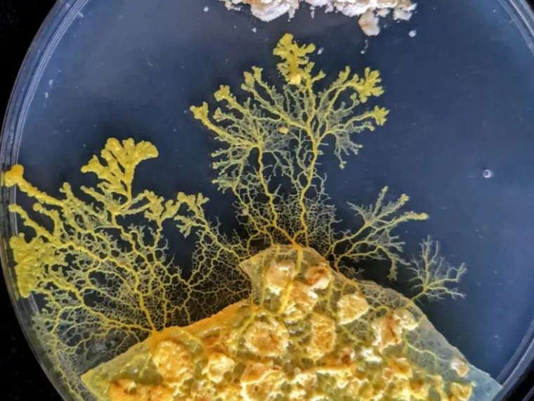 Blob sul terreno di coltura in una piastra di Petri, prime vene gialle