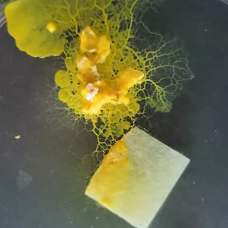 Timelapse del blob che cresce