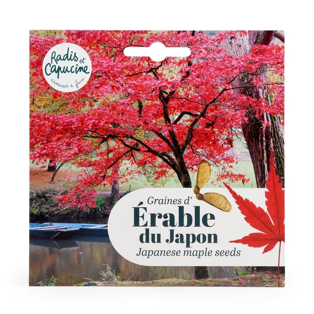 Samen-Set Roter Ahorn