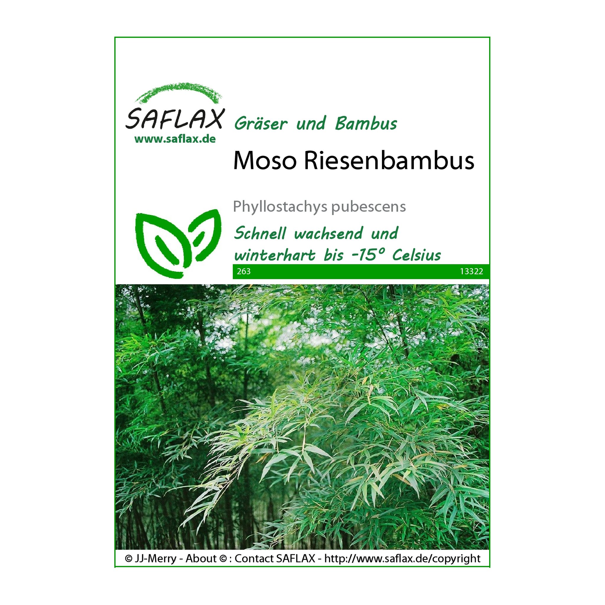 Sachet de graines bambou géant Moso Saflax, recto