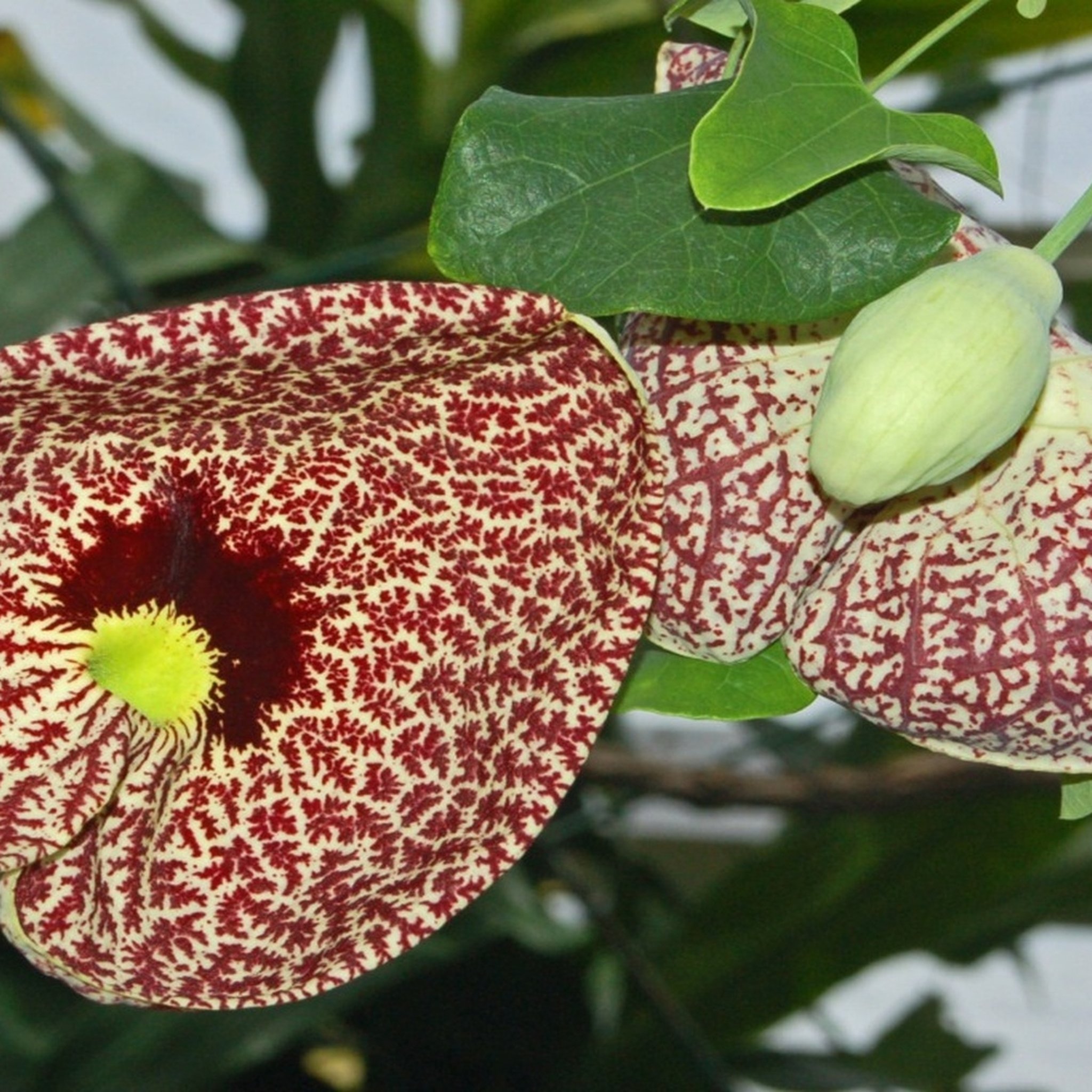 Calico Flower Seeds — Pelican Flower