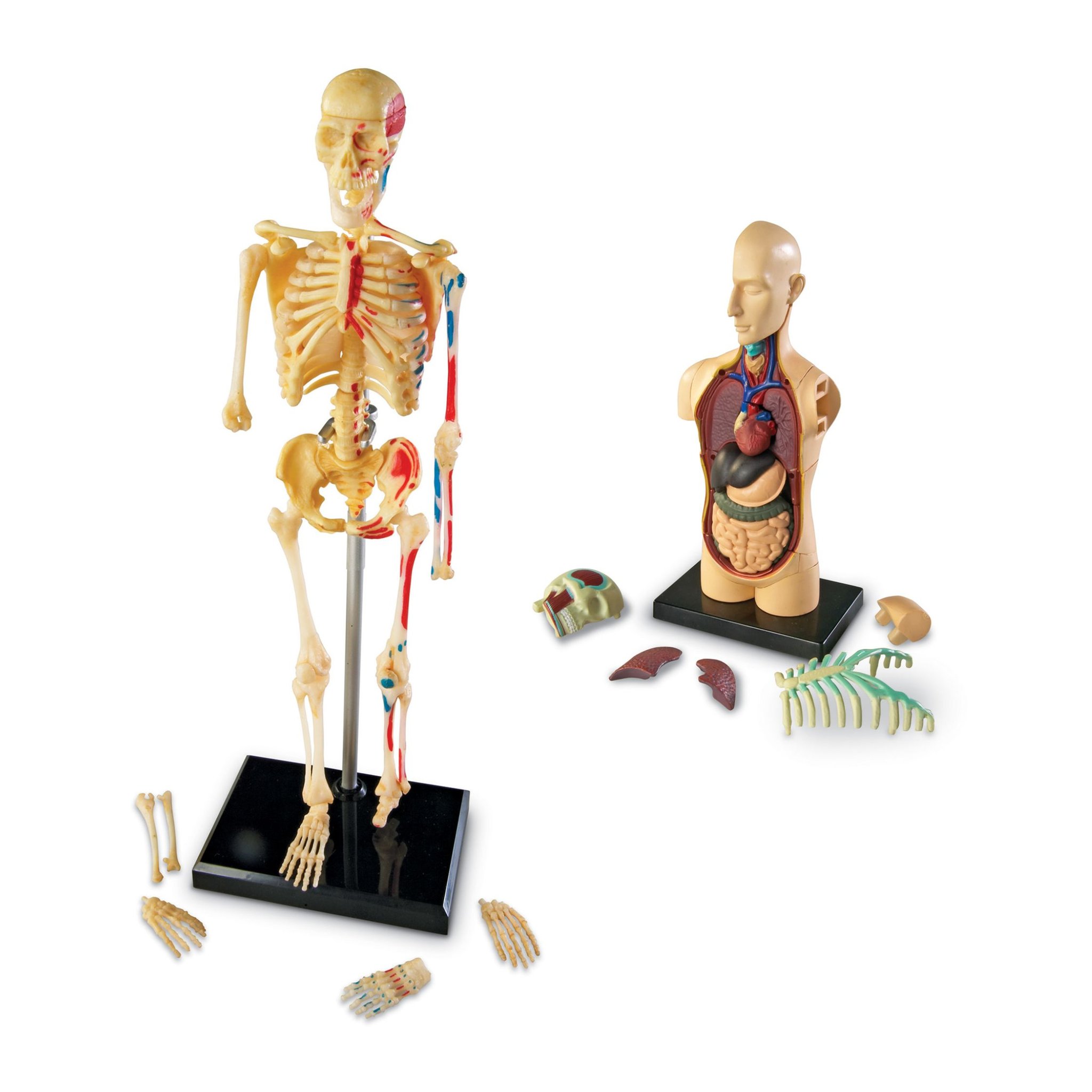 Skelettmodell und Torso mit herausnehmbaren Organen und einzelnen Knochenteilen aus dem Anatomie-Set