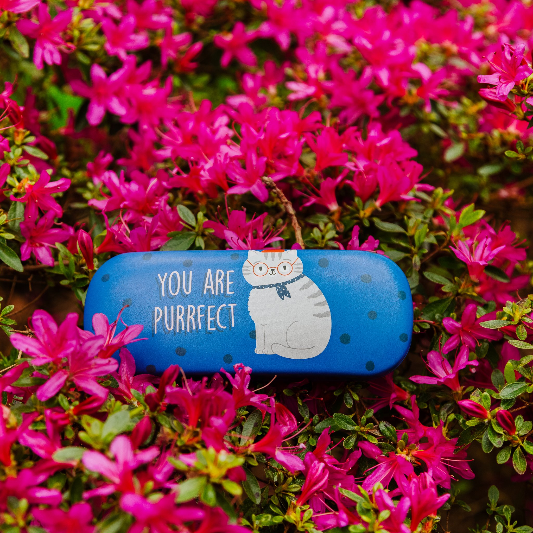 Purrfect cat glasses case You Are Purrfect by Sass & Belle among pink blossoms