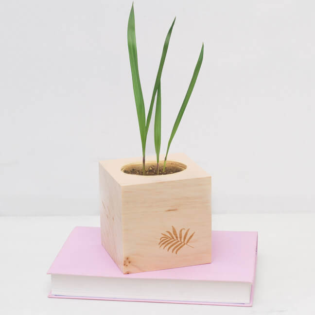 Kit de Culture Palmier