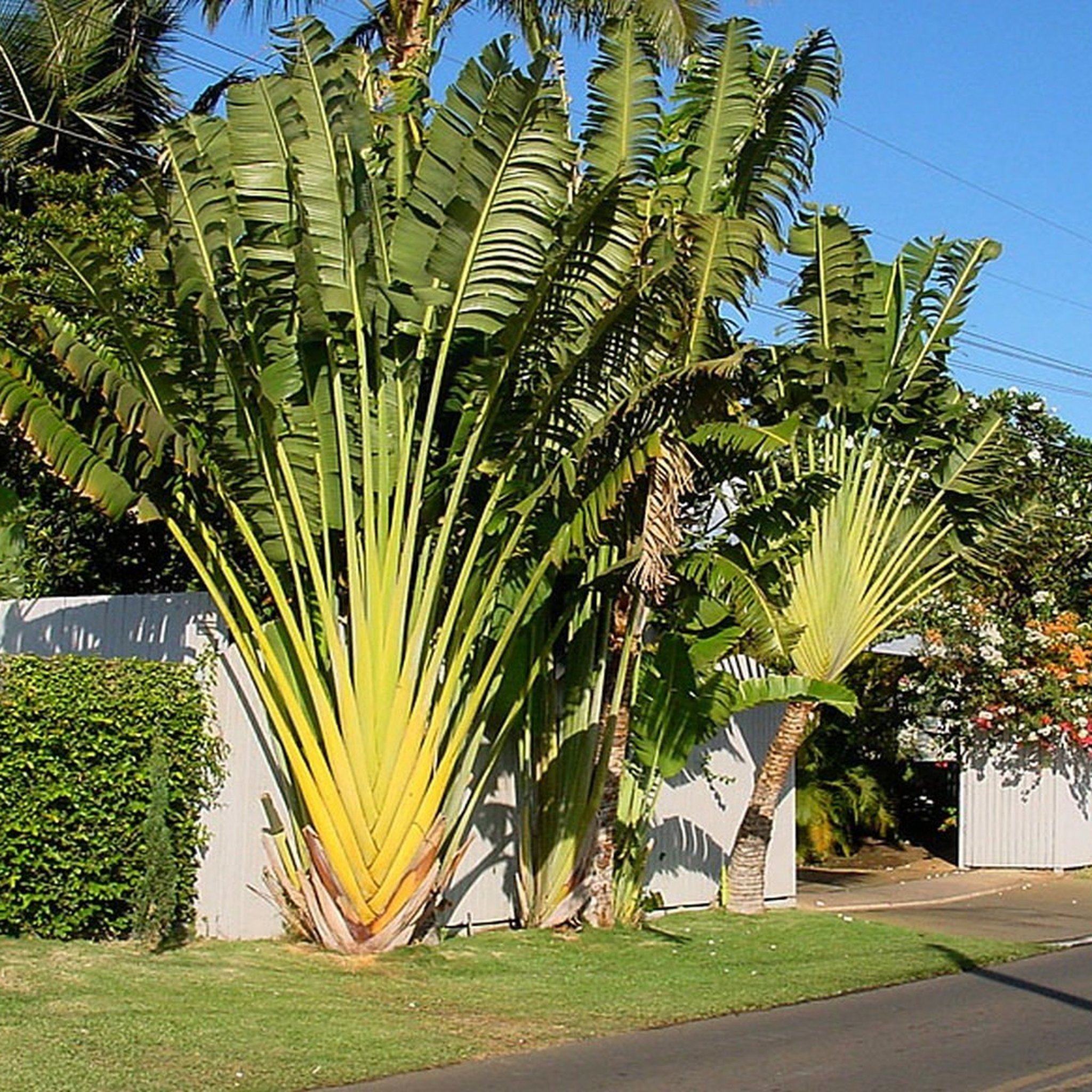 Traveller's Tree Seeds