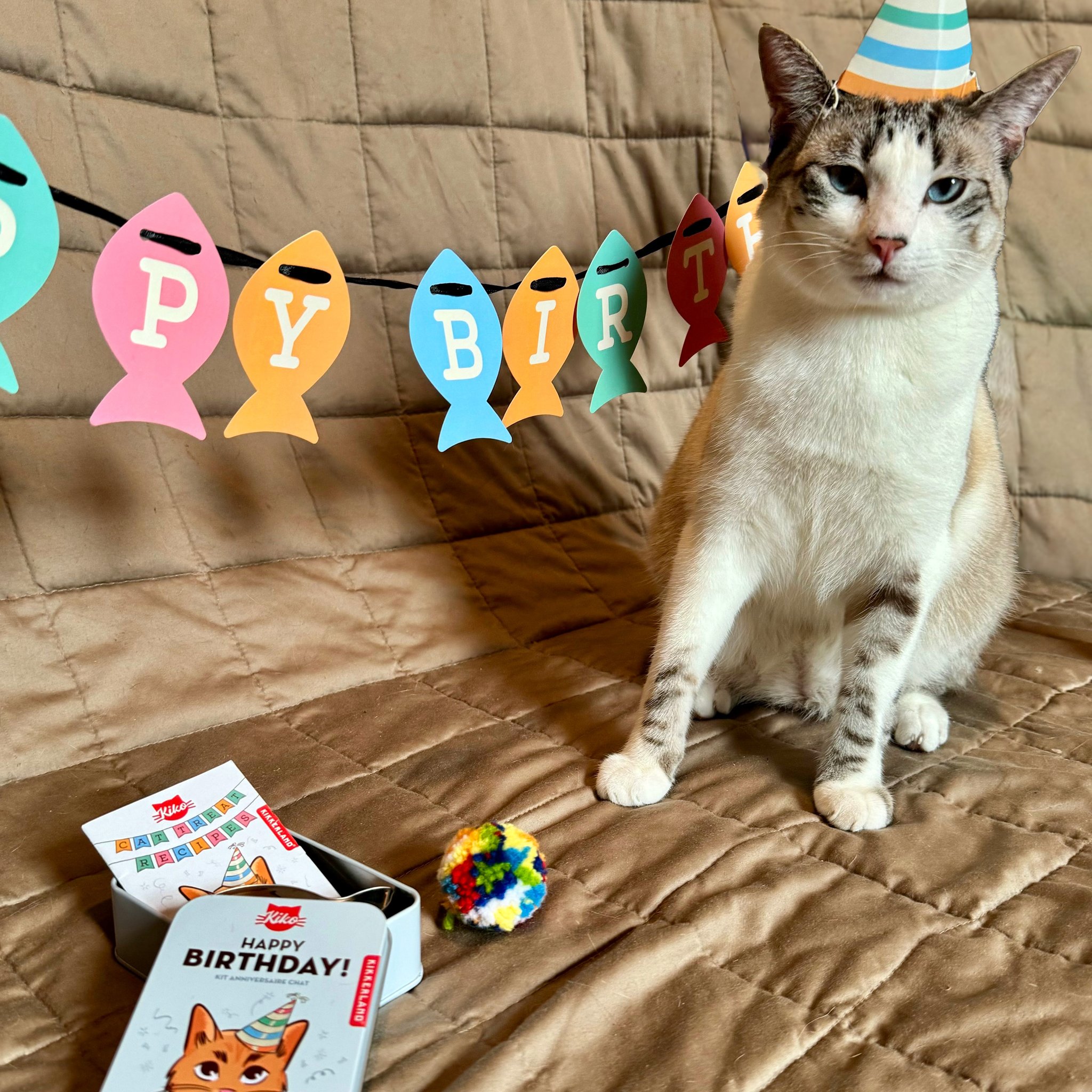 Katze mit Partyhut vor der Fisch-Girlande, daneben die Geburtstagsdose