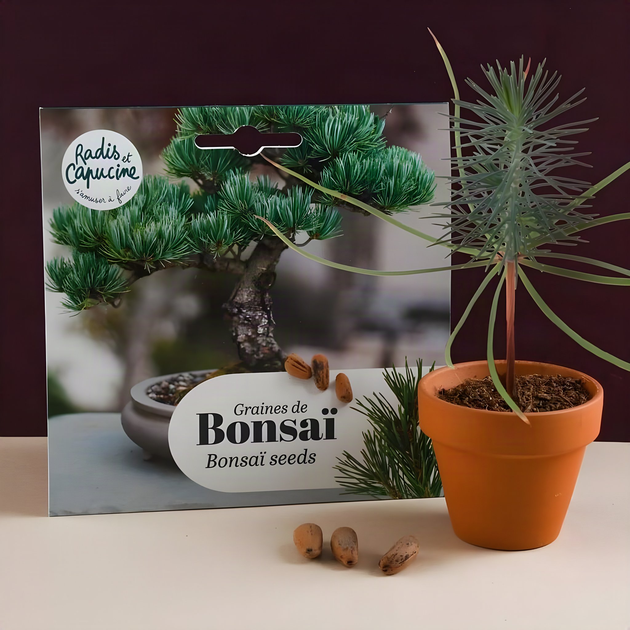 Graines Bonsai Pin Pinus pinea sachet de graines