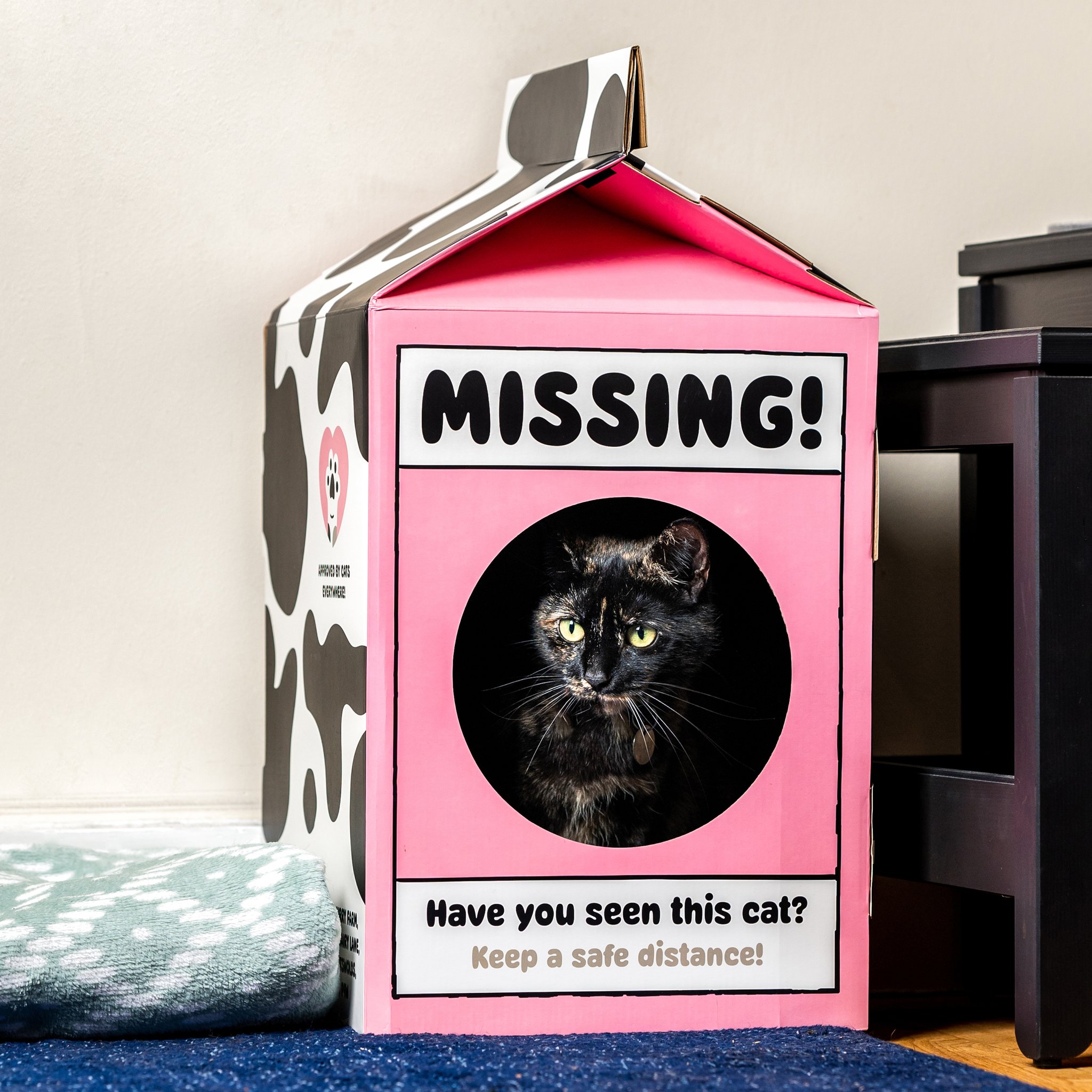 Black cat inside the milk carton playhouse next to a cat bed