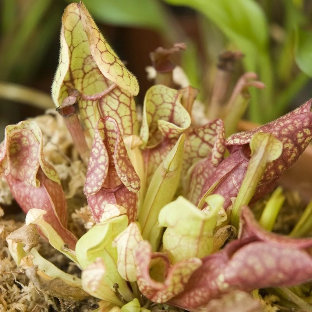 Purpurrote Schlauchpflanze-Anzuchtset