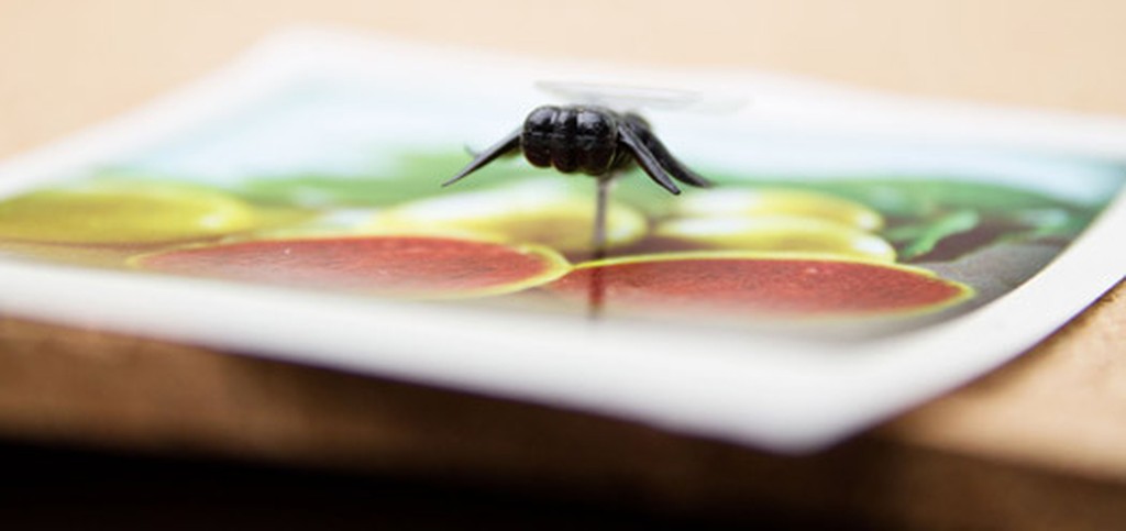 Fliegen Pinnwandnadeln