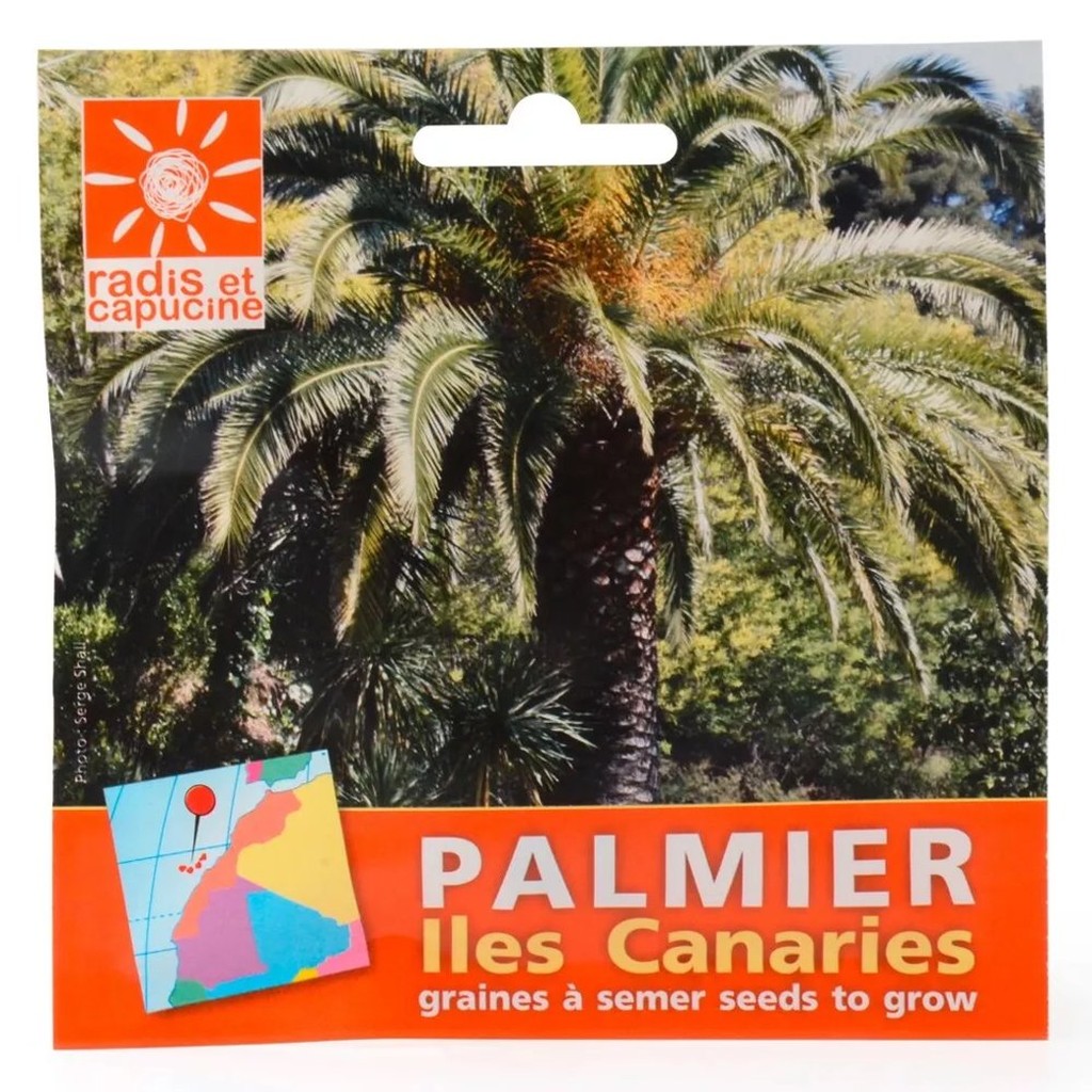 Kanarische Dattelpalmen-Samen