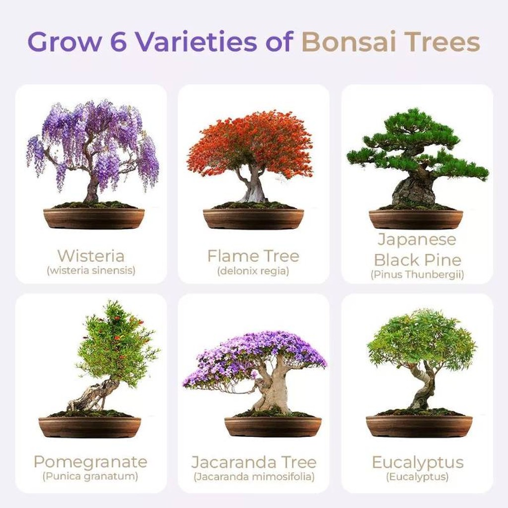 Master Bonsai Starter-Set