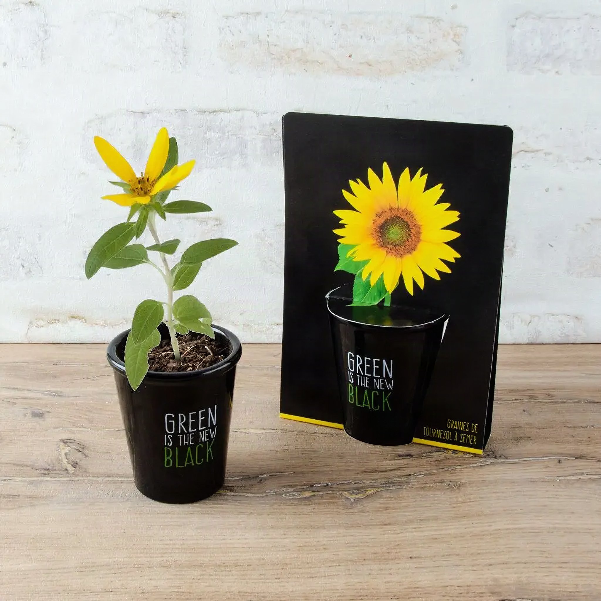Girasole nano fiorito nel vaso nero accanto alla confezione su un tavolo di legno