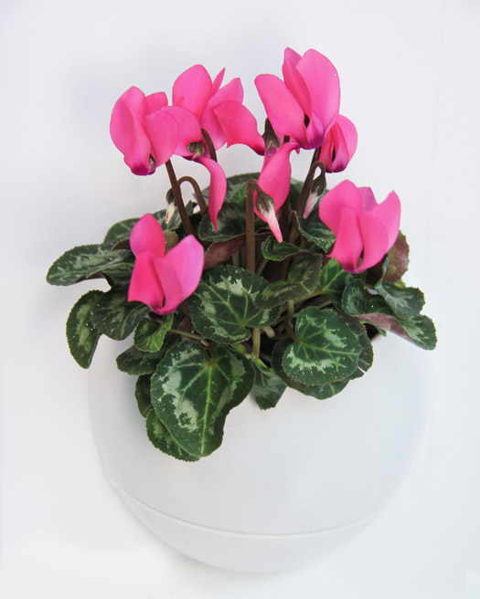 Vaso Autoirrigante per Erbe Aromatiche