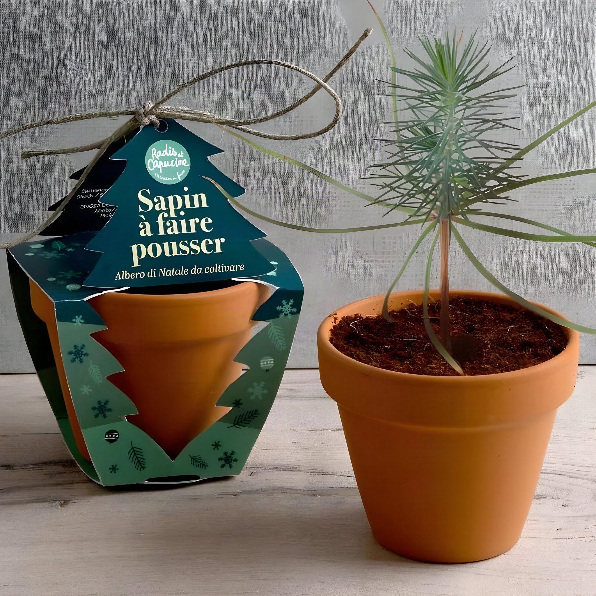 Weihnachtsbaum Aufzuchtset Fichte