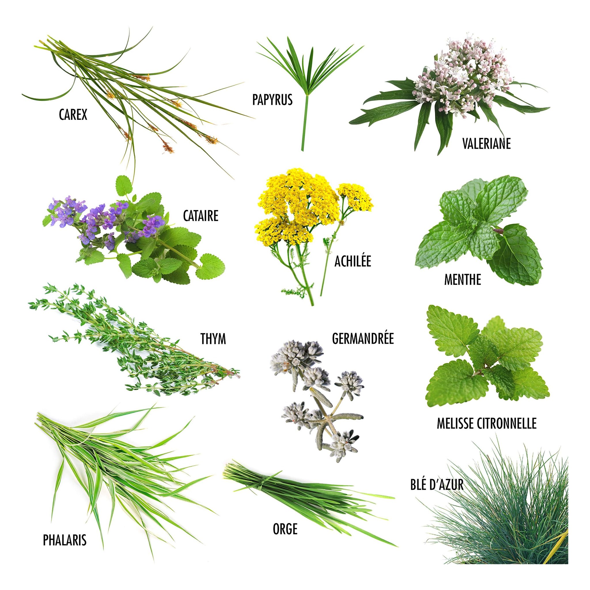 12 Pflanzen für meine Katze Samen-Set — Hauptansicht