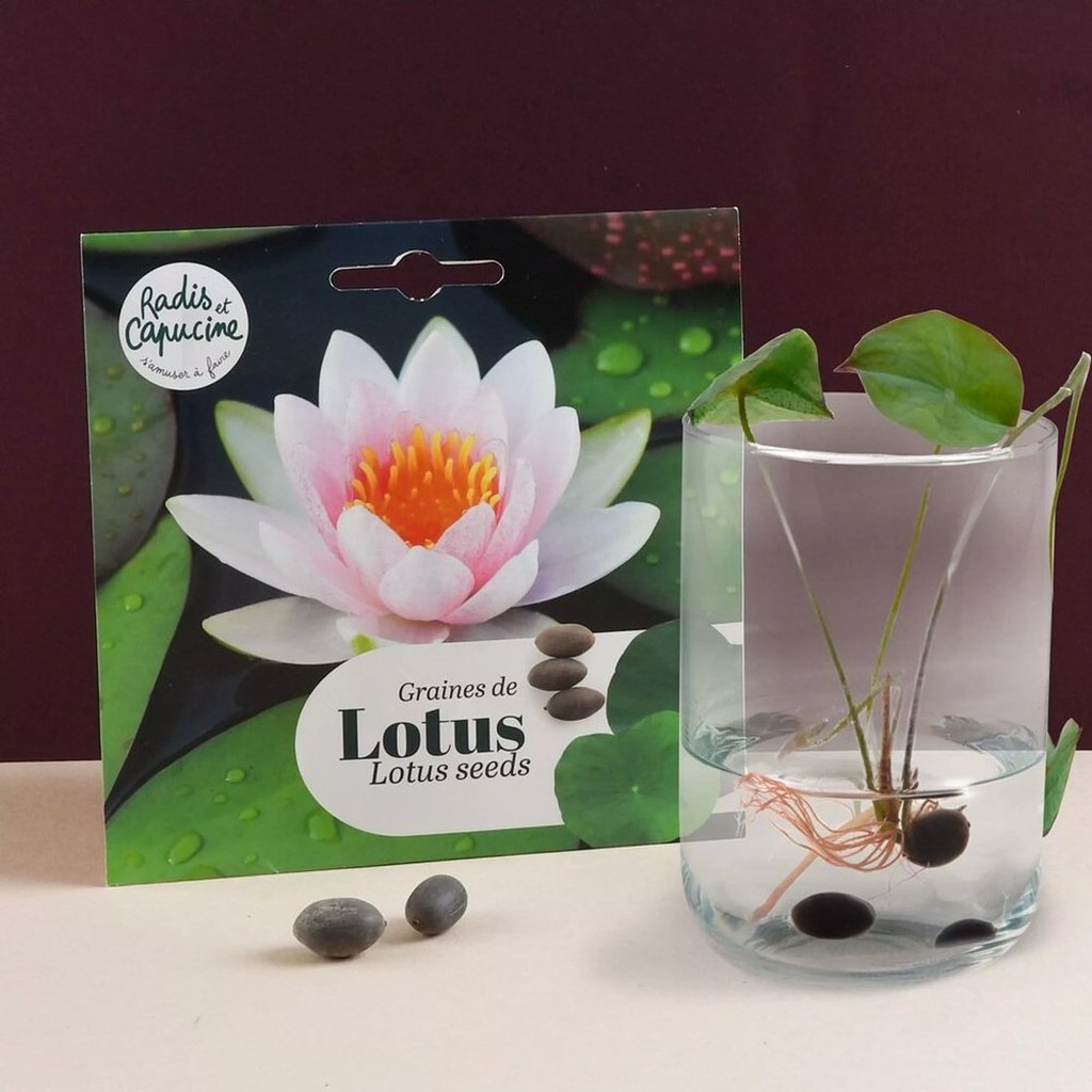 Lotussamen Set mit rosa Lotusblume und Keimling im Glas