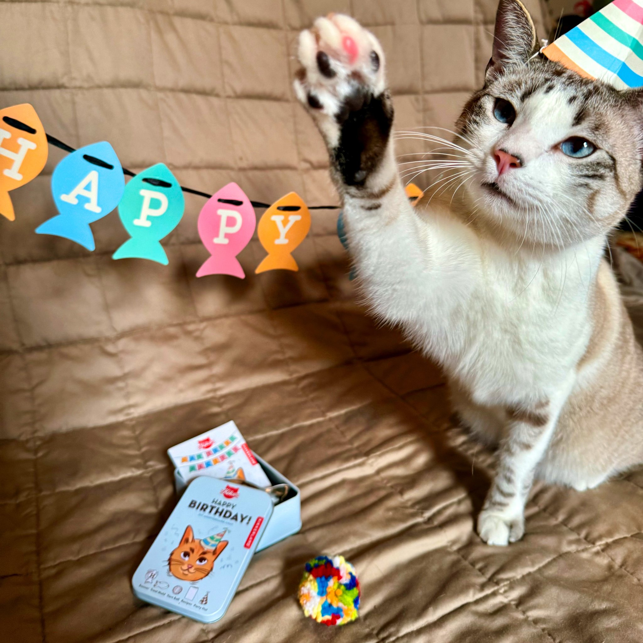 Gatto con cappellino da festa che alza la zampa davanti alla ghirlanda «Happy Birthday»