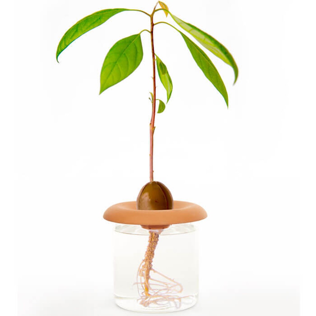 Terracotta Aufzuchtset von Kikkerland