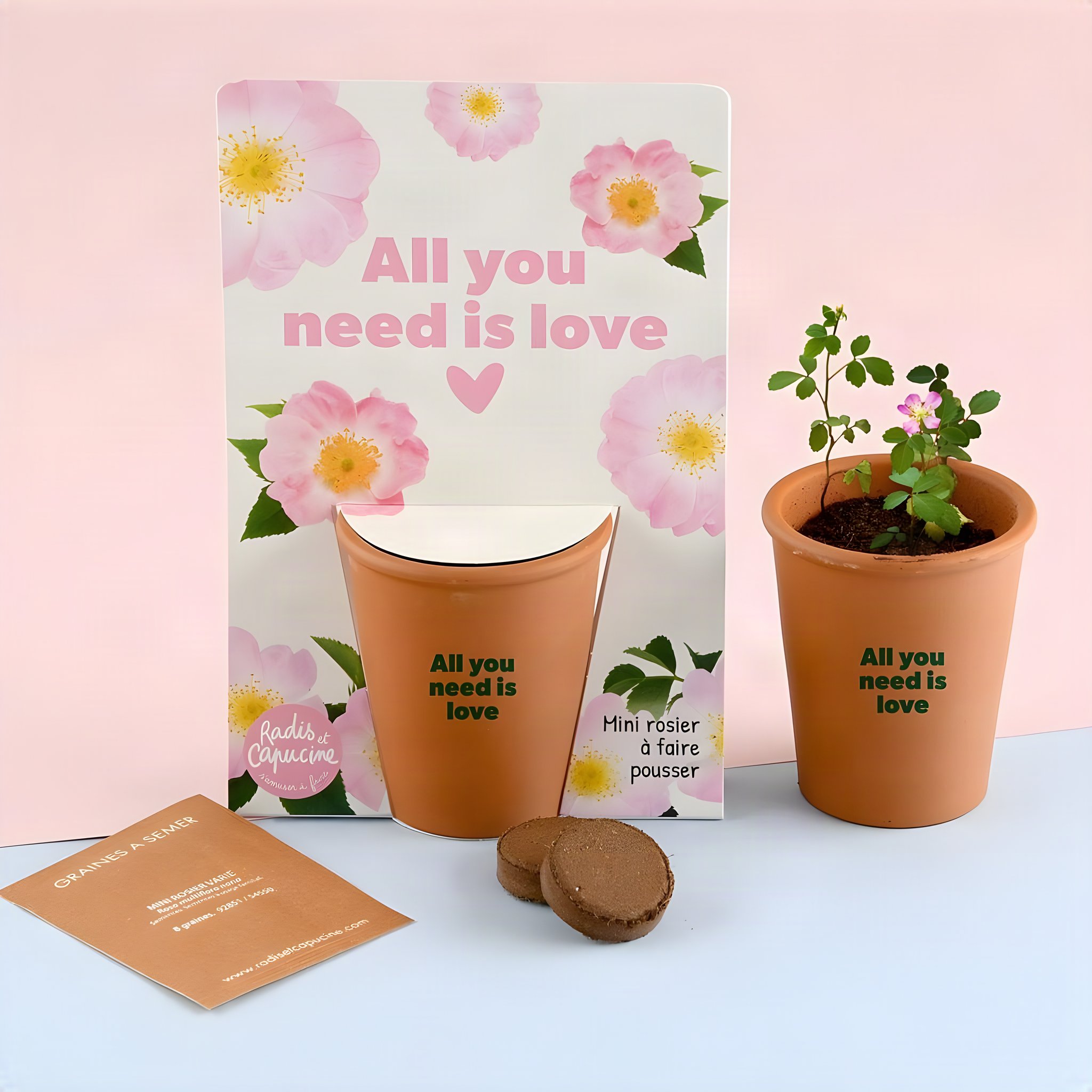 Pflanz-Set Rose All you need is love