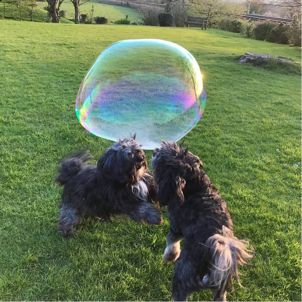 Erdnussbutter Seifenblasen für Hunde