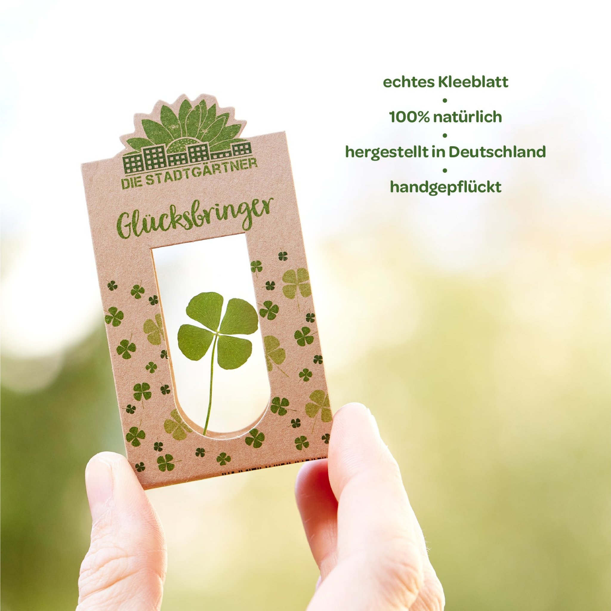 Hand hält den Glücksbringer ins Licht, das echte Kleeblatt leuchtet im Sichtfenster