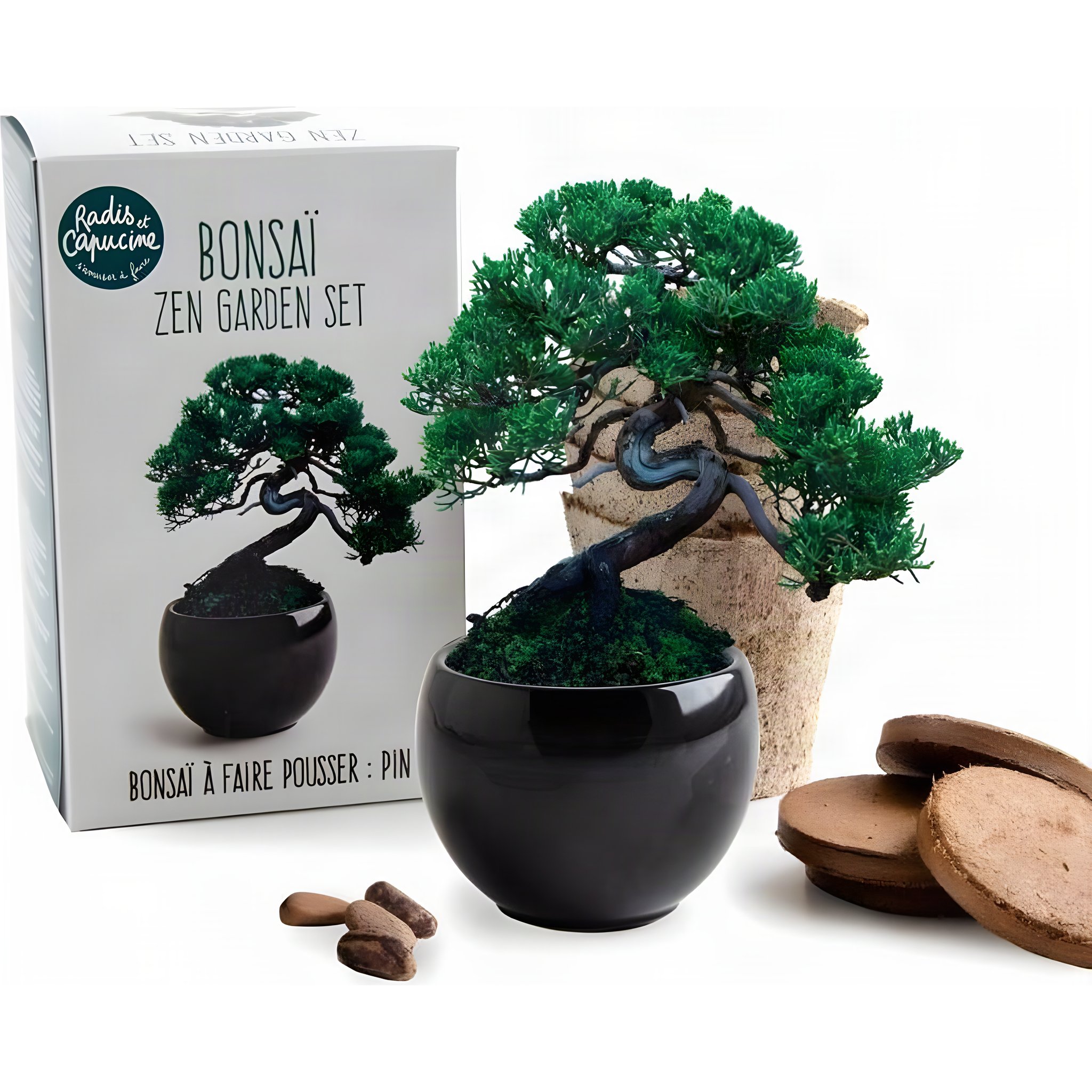 Kit Bonsai Pin Parasol Pinus pinea avec pot et graines
