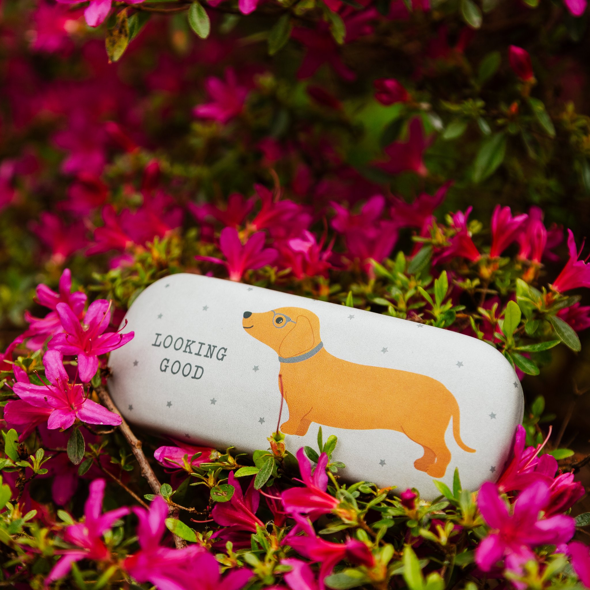 Dachshund glasses case Looking Good by Sass & Belle among pink blossoms