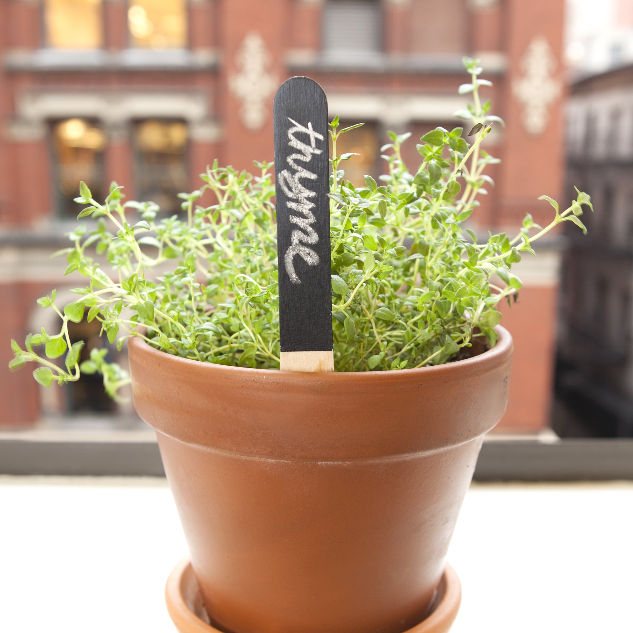 Thymian-Topf mit schwarzem Pflanz-Stecker «Thyme»