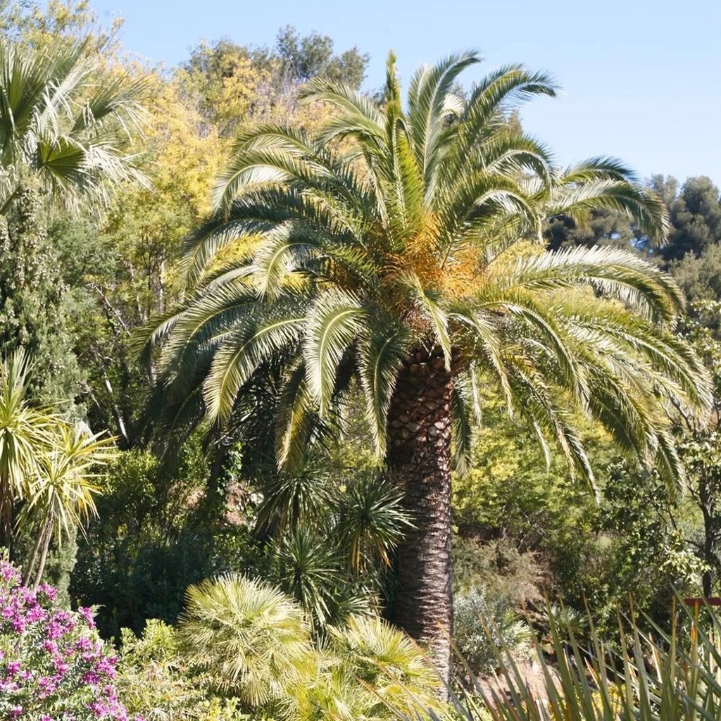 Kanarische Dattelpalmen-Samen