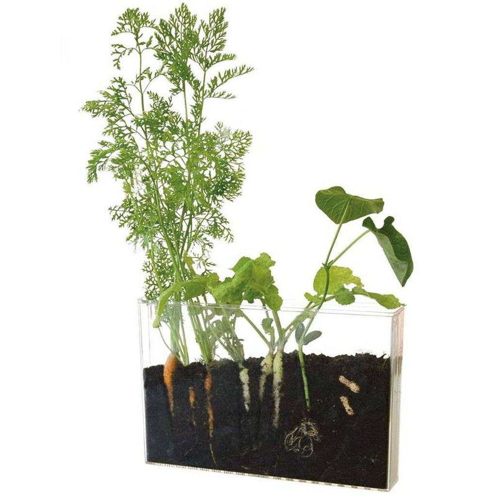 Vivarium Wurzeln und Regenwürmer entdecken